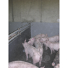 Picture of Huśtawka dla świń z gryzakami z aromatem (51004-00-00)